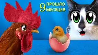 КАК РОС ПЕТУШОК! Маленький цыплёнок ВЫРОС! Смешные КОТЫ против ПЕТУХА