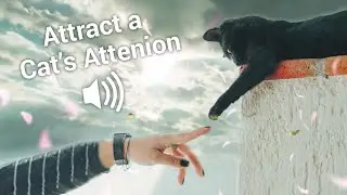 Lost Your Cat? Play This Cat Meowing Sound to Grab Their Attention (2 Hours)