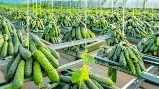 You Won't Believe How Cucumbers Are Produced and Harvested in the Greenhouse