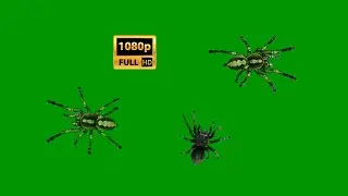 Spider Black Walking on Green Screen Background Video