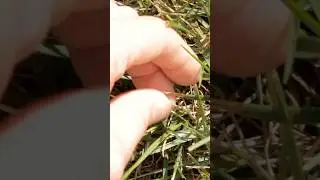 How to Check for Bill Bugs in Your Lawn | DoMyOwn.com