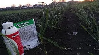 Состояние чеснока,Дозировки(мегафол,плантафол 20.20.20.).