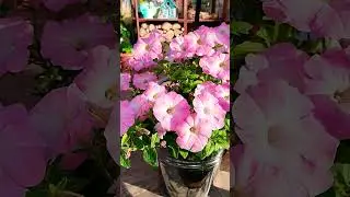 Сентябрьский ВАЛЬС ПЕТУНИИ 🌸#garden #цветы #дом