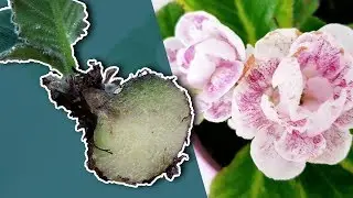 HOW TO PROPAGATE GLOXINIA PLANT BY DIVIDING A TUBER?