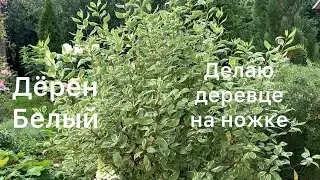 Дёрен Белый. Делаю деревце на ножках 🌳