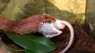 How to Feed a Corn Snake | Pet Snakes