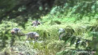 Fishing Wolf Pups