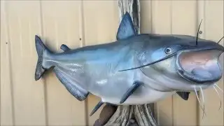 Blue Catfish Fish Mount Replica by Coast to Coast Fish Mounts