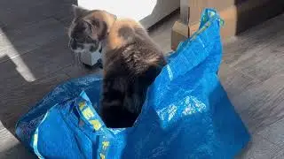 Ginger the Calico Cat is IN the bag! 😺