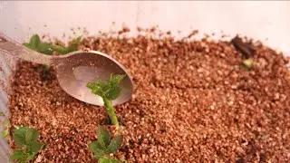 СТАРЫЙ КИТАЕЦ научил так УКОРЕНЯТЬ РОЗЫ! Я ОБАЛДЕЛА от результата! ВПЕЧАТЛЯЕТ!