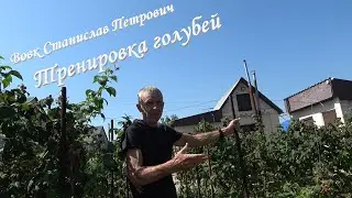 Вовк С.П. Тренировка голубей. Ну и жара...