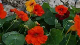 Nasturtium. From seeds to flowers 2 months have passed!
