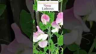 Душистый горошек (Lathyrus odoratus).💐 #flowerworld #цветы #flowers