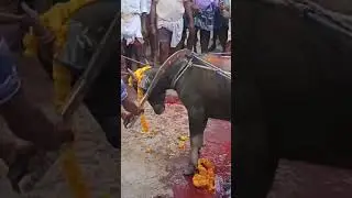 😢 😭దున్నపోతు బలి 😢😭 | #poleramma #viral #trending  #ytshorts