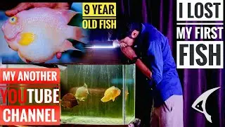 I LOST MY 9 YEAR OLD FIRST FISH 😭 | My Another YouTube Channel  (Fish Geeks) | My Parrot Fish Died 😭