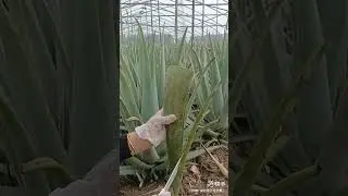 Величезне ало́е