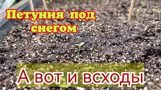 26.02.24г. Всходы петунии посеянной под снег через 6 дней