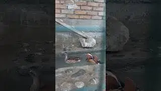 Mandarinka o'rdaklari Andijonda