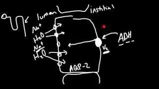 Anti-Diuretic Hormone (ADH) Receptor Antagonists