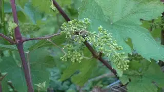 Обзор виноградника на 24 мая. Начало цветения. Сезон 2024