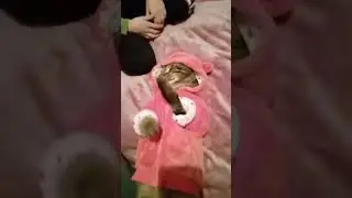 Смешные кошки 