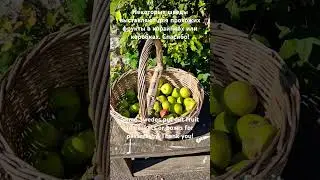 Сезон яблок начался в Швеции. Apple season started. 