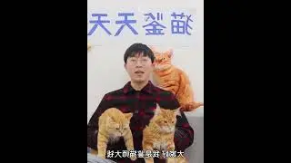 鉴定网络热门猫咪屁股视频 这猫可不兴摆啊！ #008