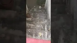 Тыгыдык