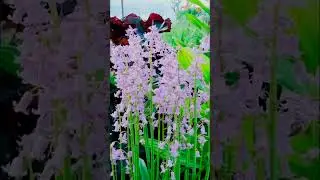 Гиацинтоидес Hyacinthoides 1