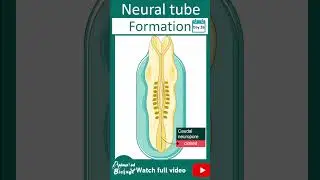 Neural tube development | Neural tube induction | 1 min dev bio