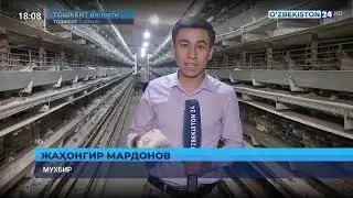 Бедана: тухуми ҳам, гўшт ҳам кони фойда