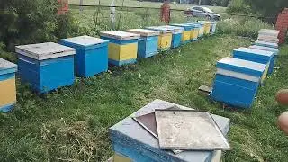 26 мая пасека результат обработки