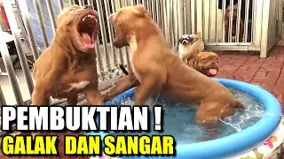 PEMBUKTIAN ! Anjing Pitbull Galak Dan Tidak Bersahabat | HEWIE PITBULL #hewiepitbull