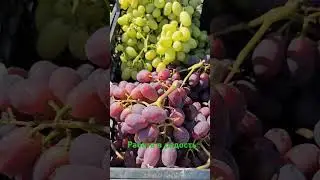 Ультра ранние в продаже.  #виноградлидчины #виноградникюриястражева