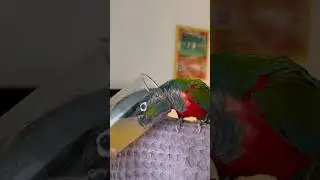 ASMR Parrot Drinking Juice