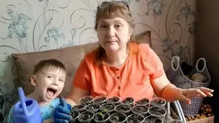 🌺Как я пикирую петунию🌺РАССАДА🔴томаты🔴лук🔴перцы🔴баклажаны🔴