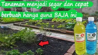 DIY & HACK | AB Fertilizer Mix For Fruit Crops, Flowers And Vegetables | Fruits quickly