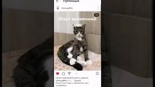 кто может помочь? напишите, пожалуйста, девочкам https://www.instagram.com/meow_gallery