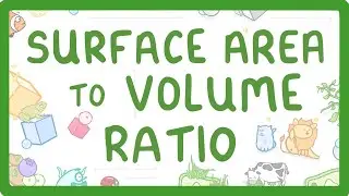 GCSE Biology - Surface Area to Volume Ratio