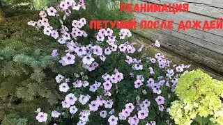 ПЕТУНИИ и СИЛЬНЫЕ ДОЖДИ. РЕАНИМАЦИЯ и СПАСЕНИЕ ЦВЕТОВ
