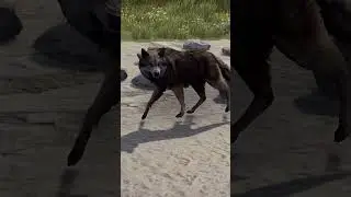 ГЛОБАЛЬНОЕ ИЗМЕНЕНИЕ ВОЛКА В ВЫЖИВАНИИ В RUST/РАСТ 