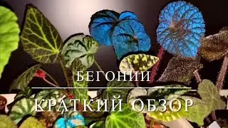 [МОИ БЕГОНИИ] Краткий Обзор Бегоний При Вспышке, Переливающиеся Синим Павлиньи Бегонии