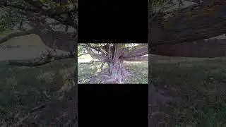 Такого еще не встречал 