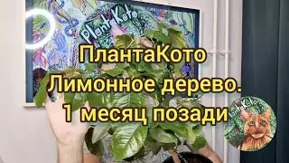 Лимонное дерево - часть 2, один месяц позади