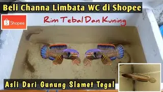 Beli Channa Limbata Wc di Shopee | Rim Teball Dan Kuning hmfishperikananduniawi