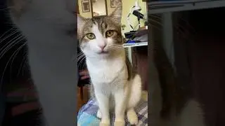 Мой кот умеет говорить 