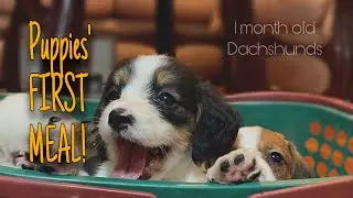 Introducing my puppies to solid food | 1 month old dachshund puppies