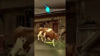 Самые заботливые животные 😳