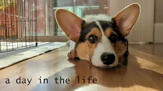 a DAY IN THE LIFE of a 5 month old CORGI PUPPY