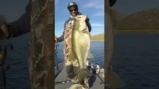 Giant Double Digit Bass On A Big Swimbait! #BassFishing